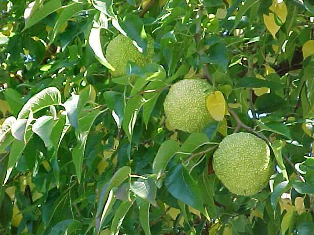Osage-orange / hedge-apple 